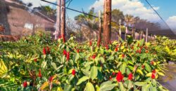 Miami Nursery for Sale – Premium Plant Supplier