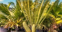 Miami Nursery for Sale – Premium Plant Supplier