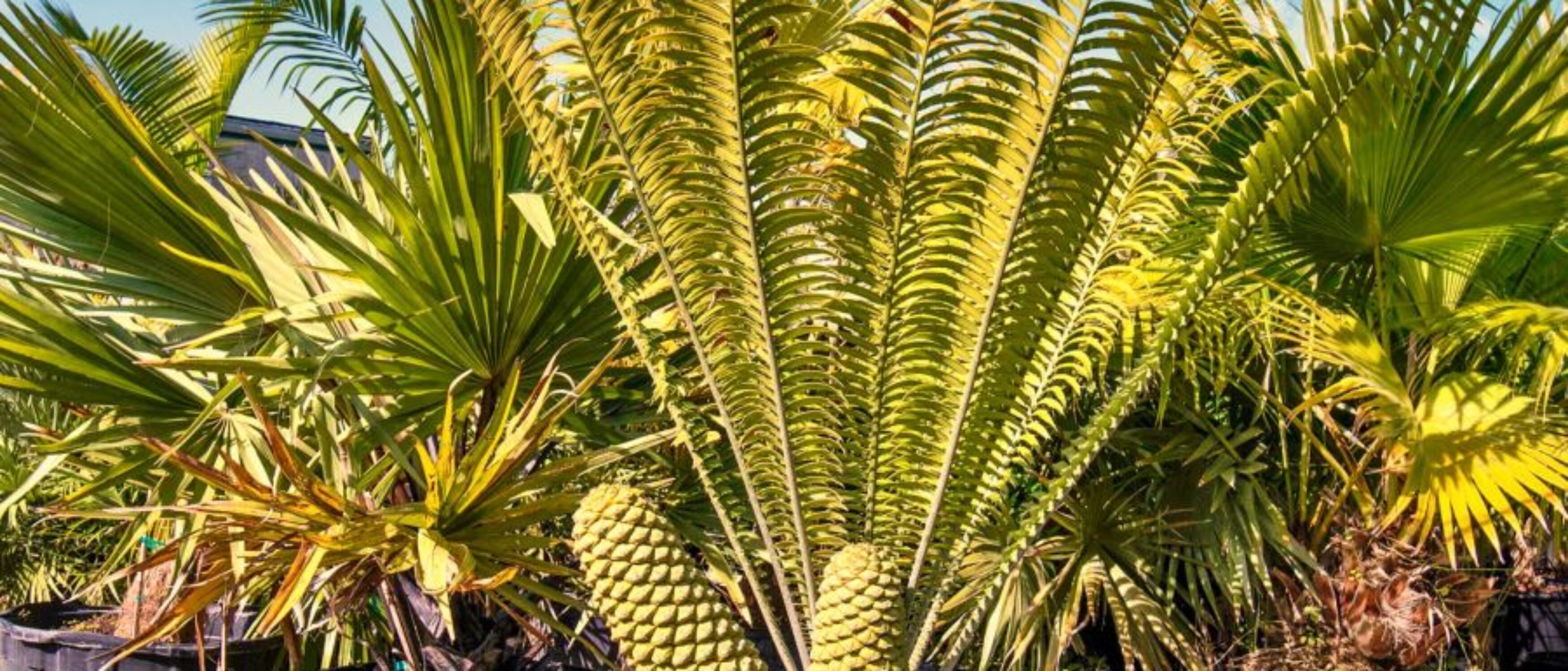 Miami Nursery for Sale – Premium Plant Supplier