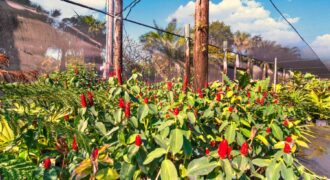 Miami Nursery for Sale – Premium Plant Supplier