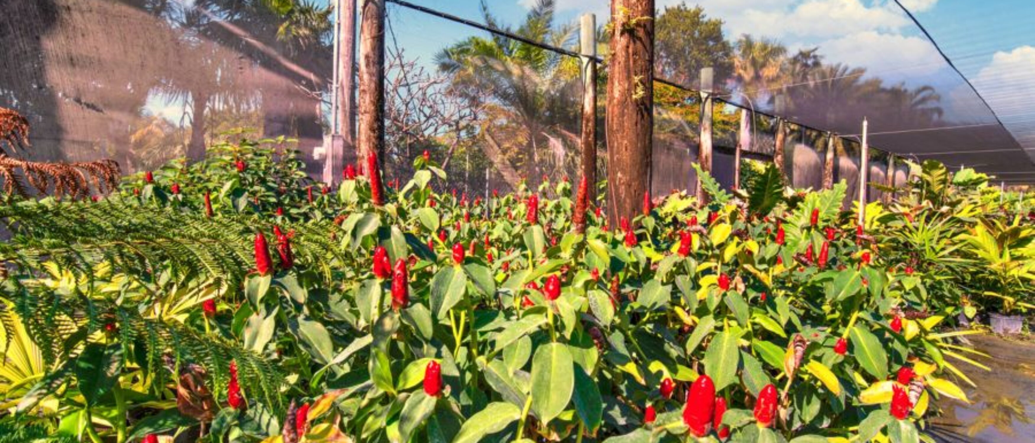 Miami Nursery for Sale – Premium Plant Supplier