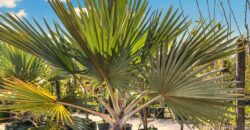 Miami Nursery for Sale – Premium Plant Supplier