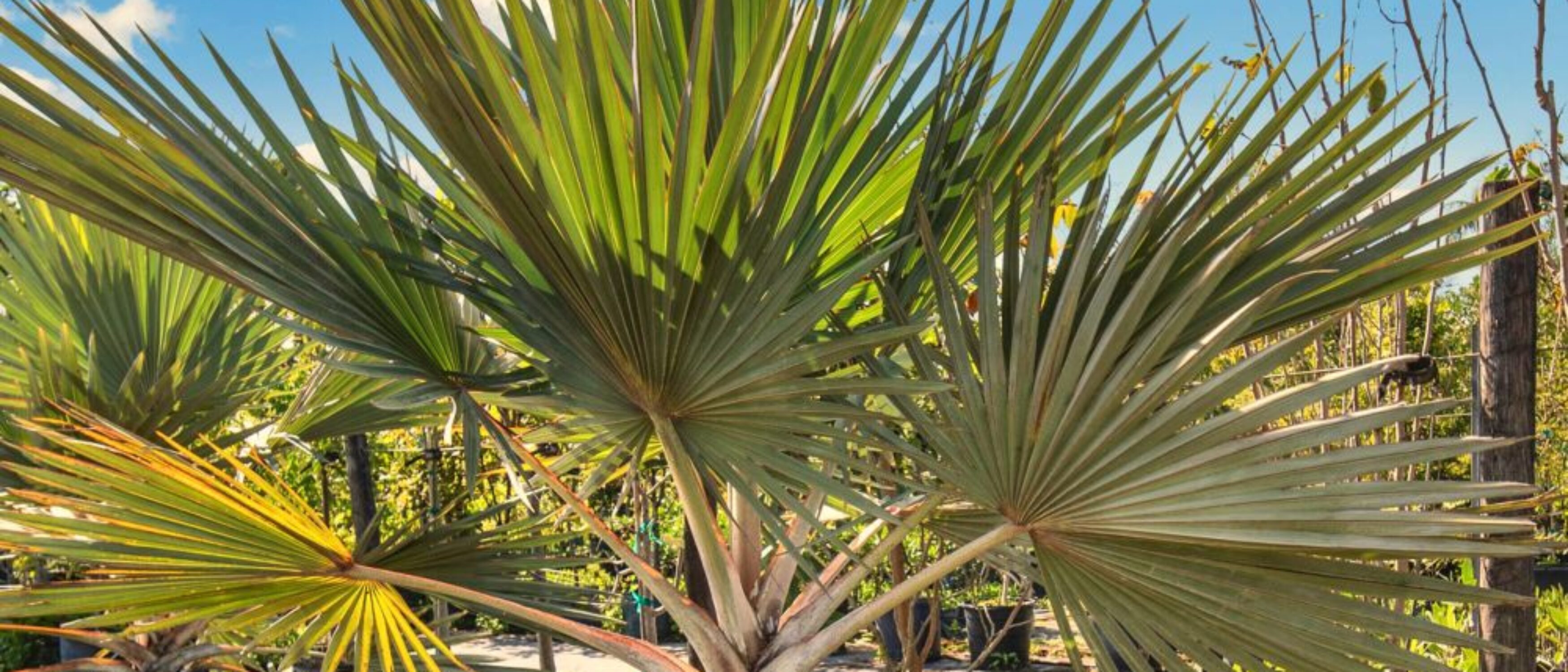 Miami Nursery for Sale – Premium Plant Supplier