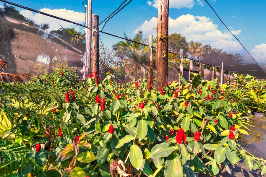 Florida Nursery Business for Sale – Premium Plant Supplier