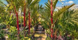 Miami Nursery for Sale – Premium Plant Supplier
