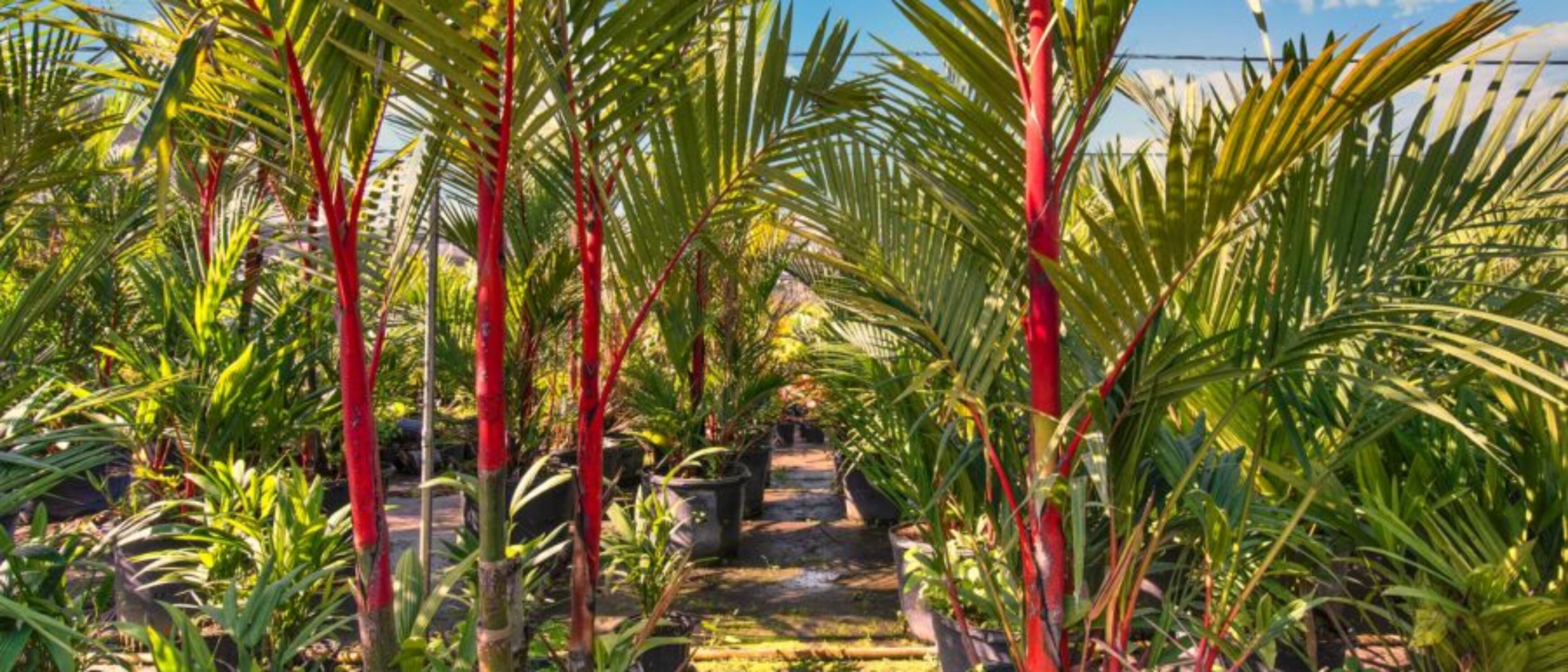 Miami Nursery for Sale – Premium Plant Supplier