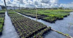 Nursery Business for Lease in Wauchula, FL